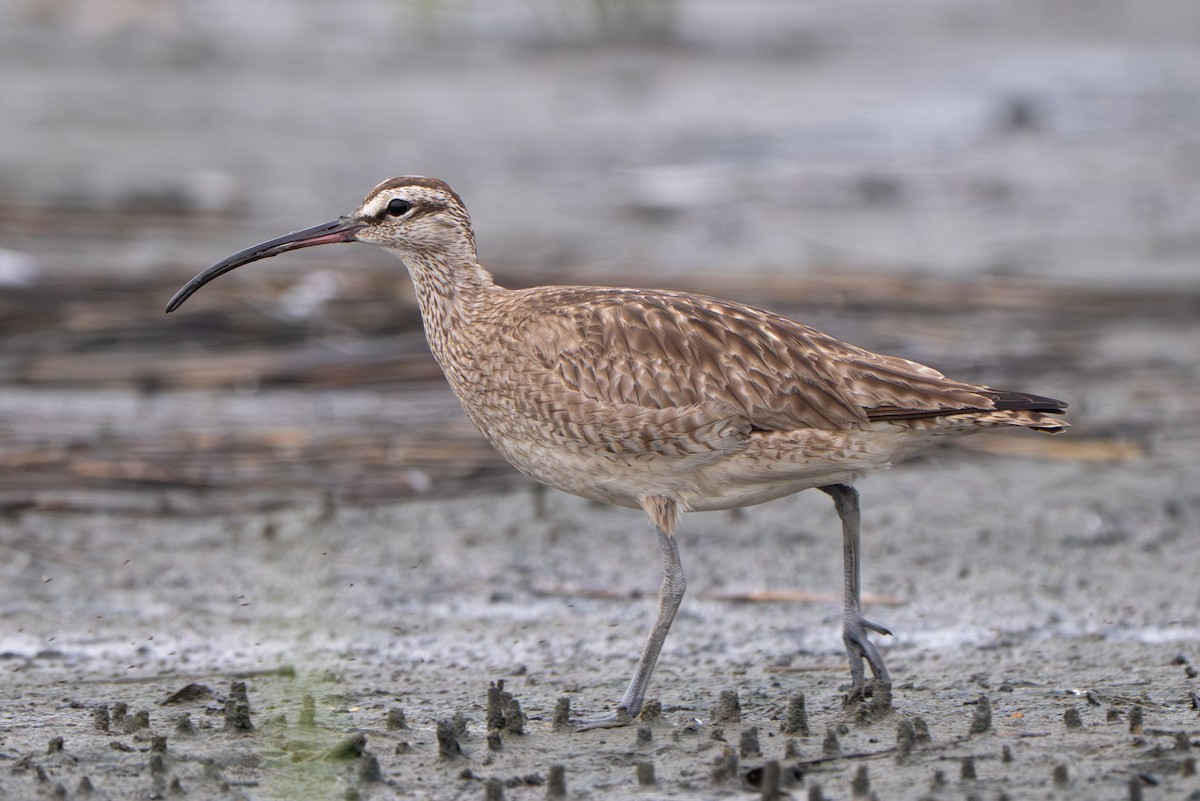 Hudsonian Whimbrel - ML646339248