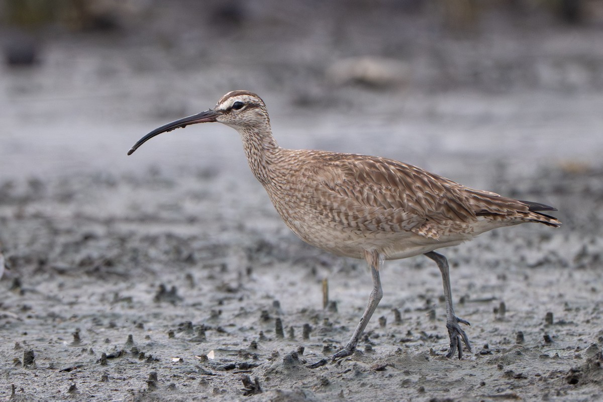 Hudsonian Whimbrel - ML646339249