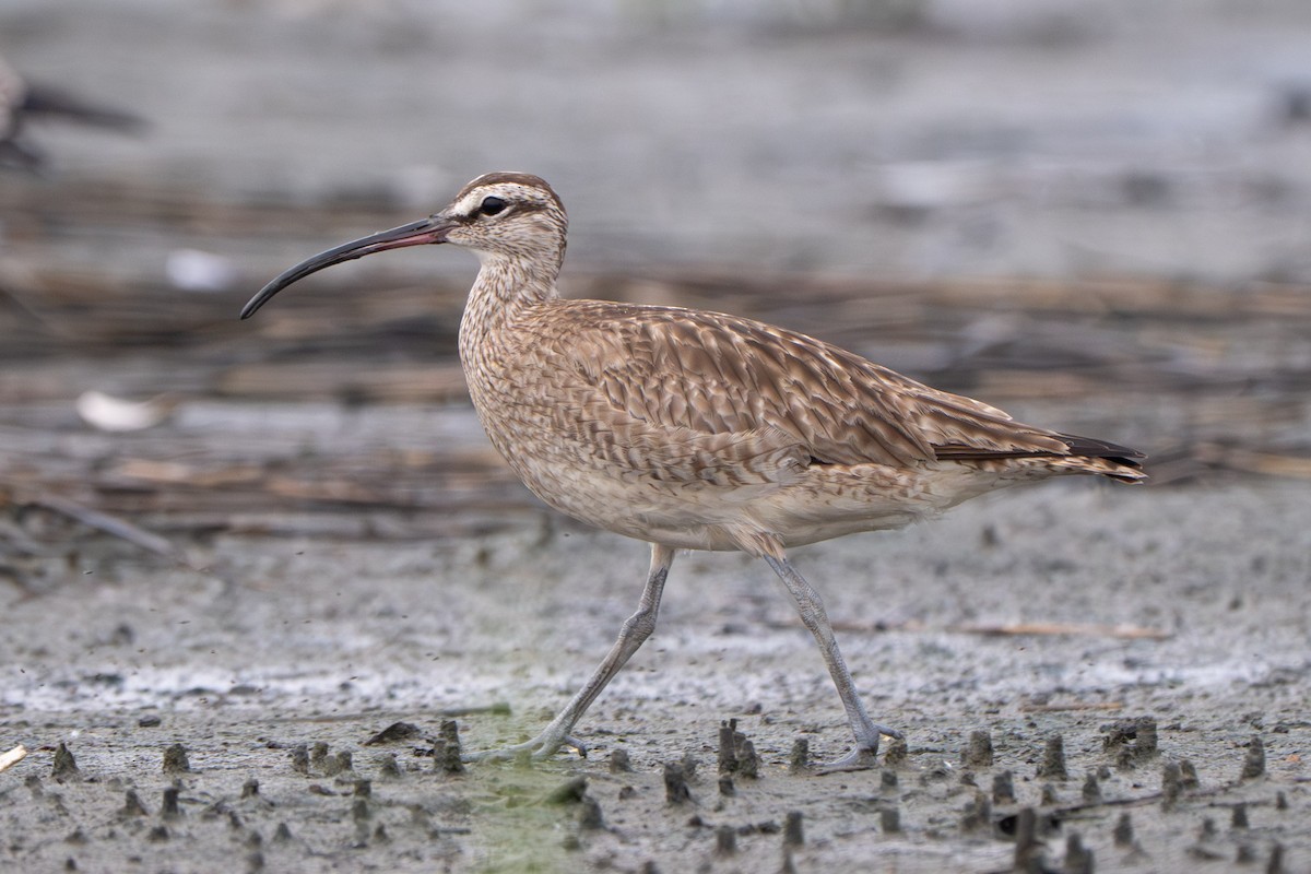 Hudsonian Whimbrel - ML646339250