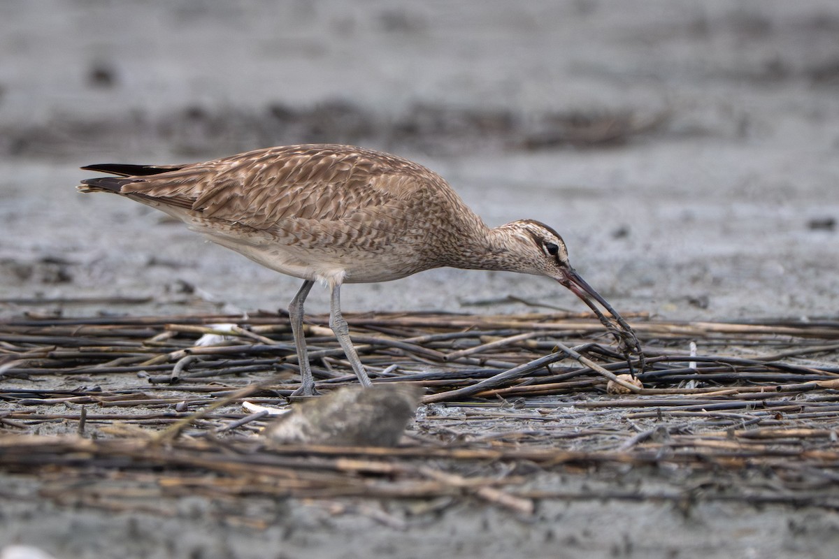 Hudsonian Whimbrel - ML646339251