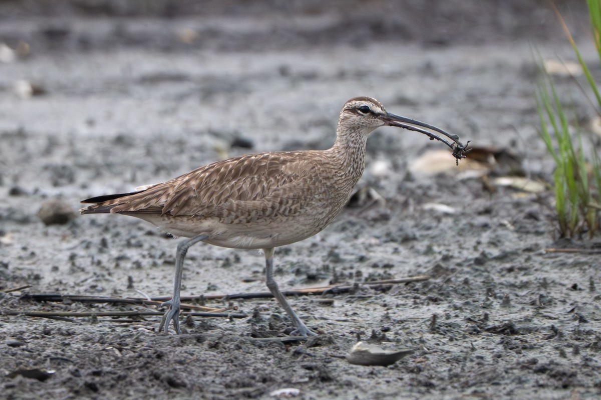 Hudsonian Whimbrel - ML646339252