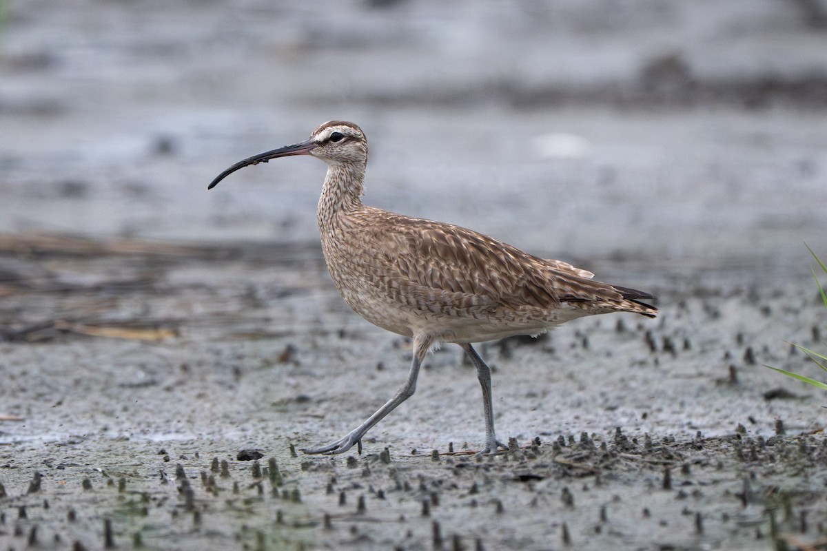 Hudsonian Whimbrel - ML646339253