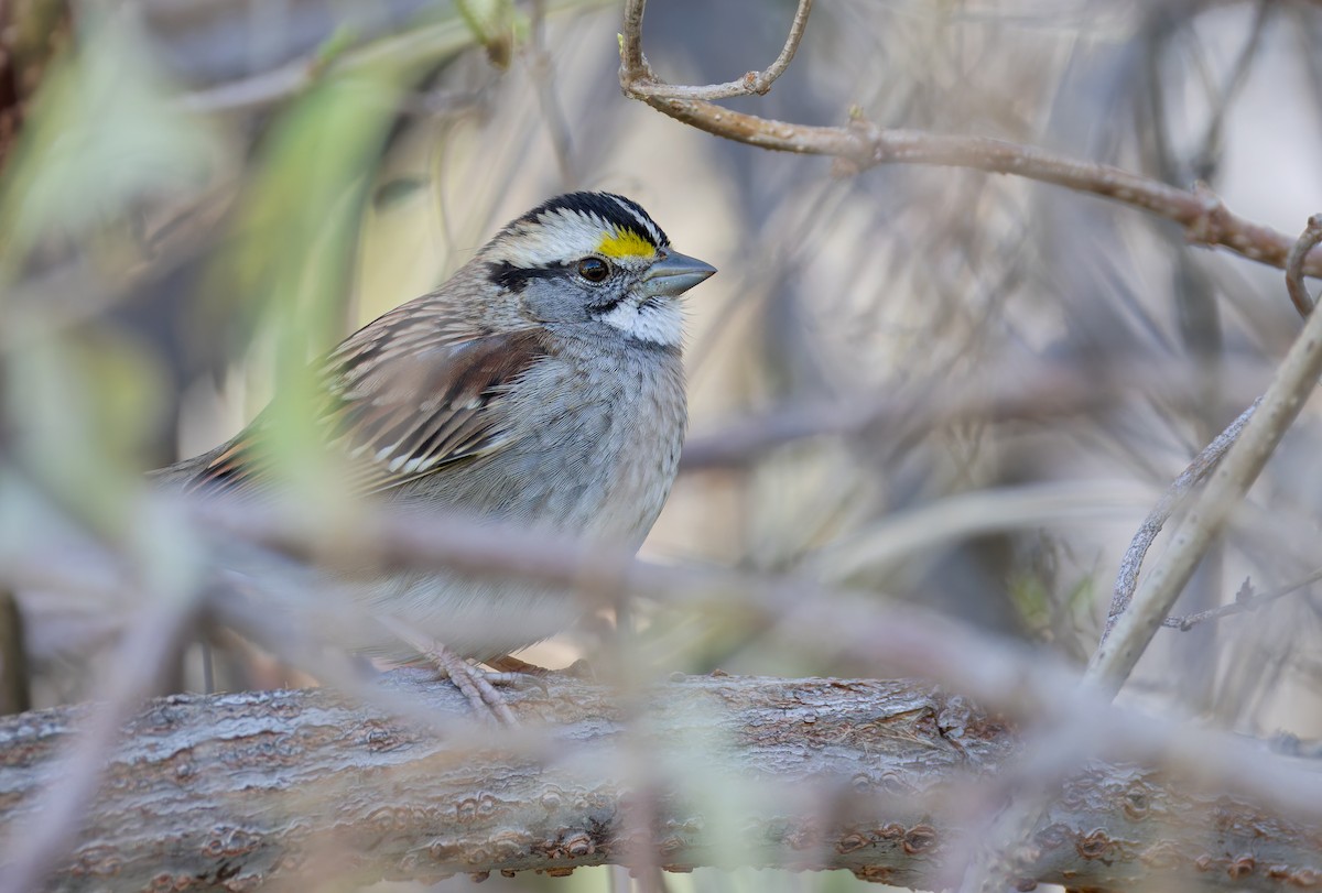 White-throated Sparrow - ML646339254