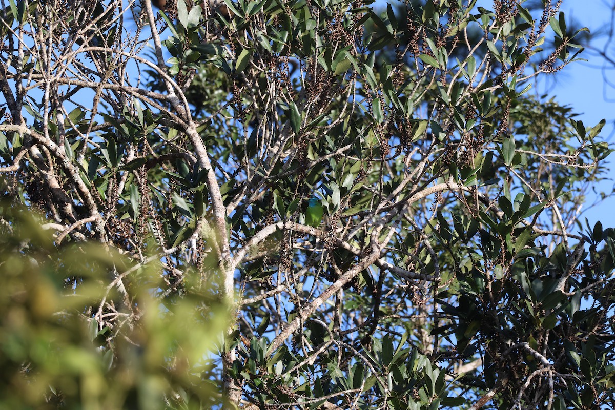 Blue-throated Barbet (Blue-crowned) - ML646339255