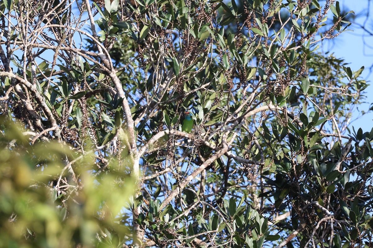 Blue-throated Barbet (Blue-crowned) - ML646339256