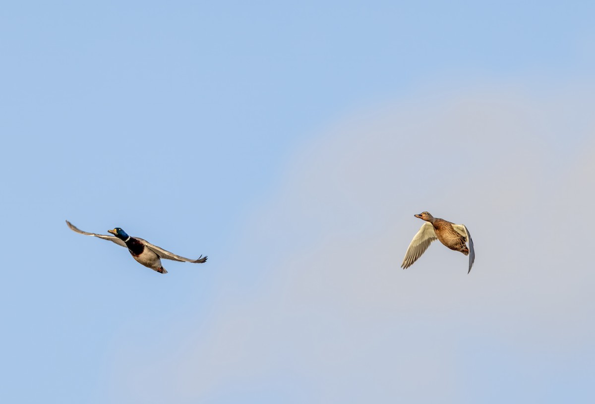 Mallard - ML646339257