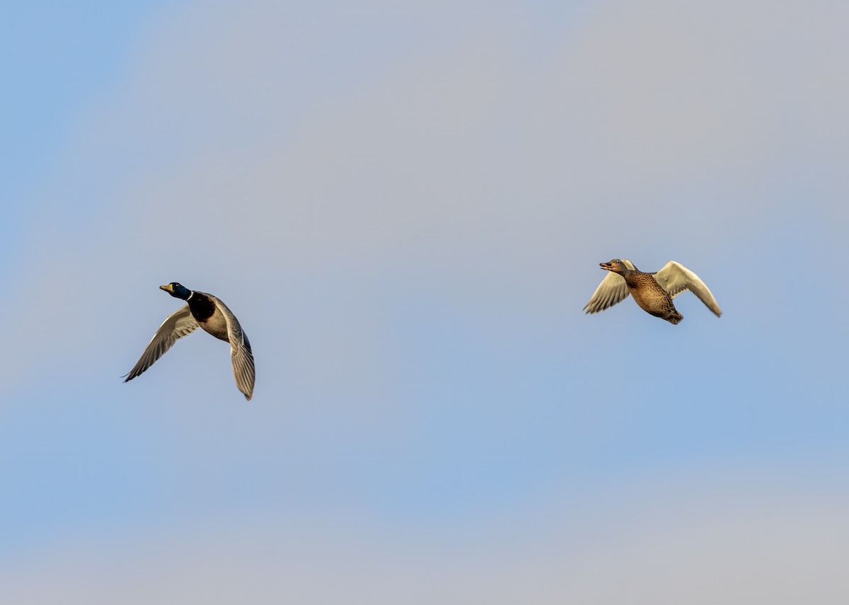 Mallard - ML646339258