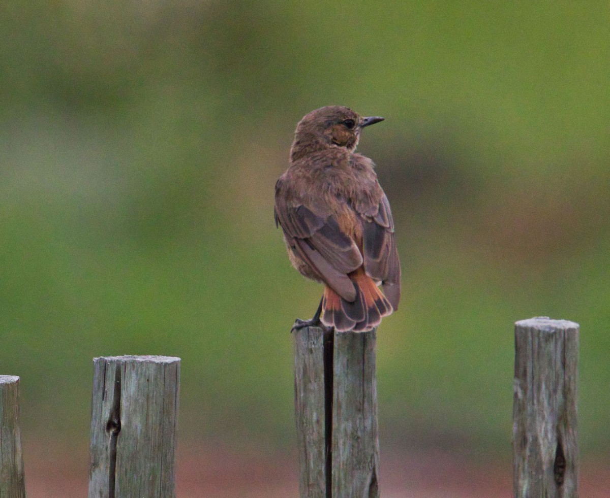 Familiar Chat - ML646339259