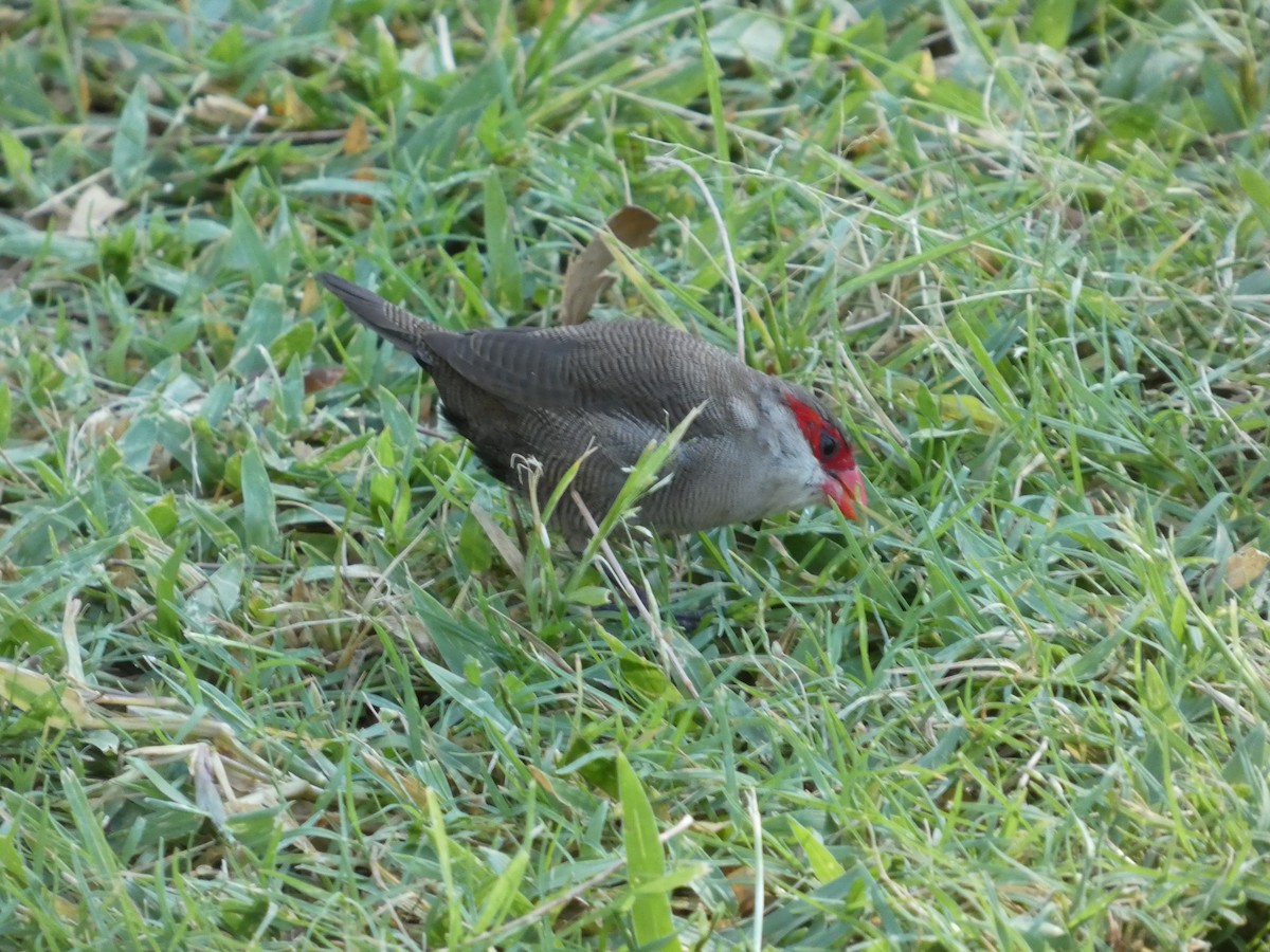 オナガカエデチョウ - ML646339260