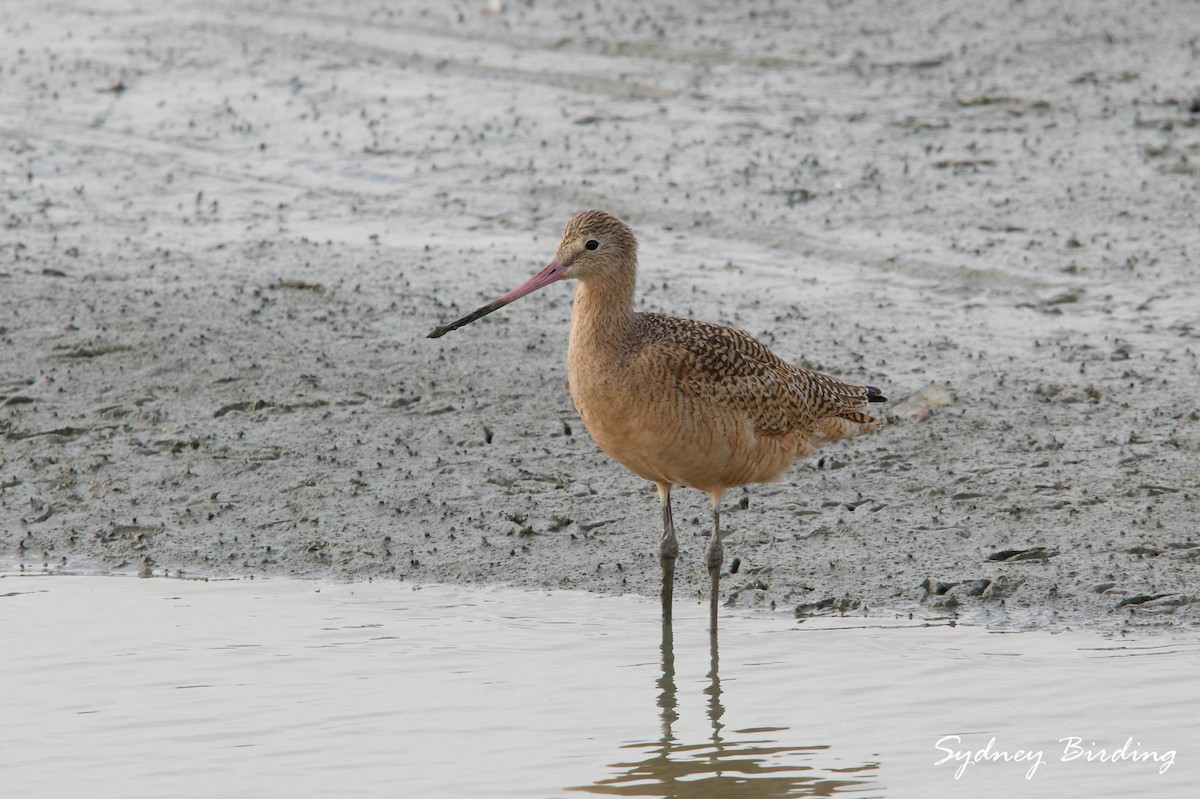 Marbled Godwit - ML646339262
