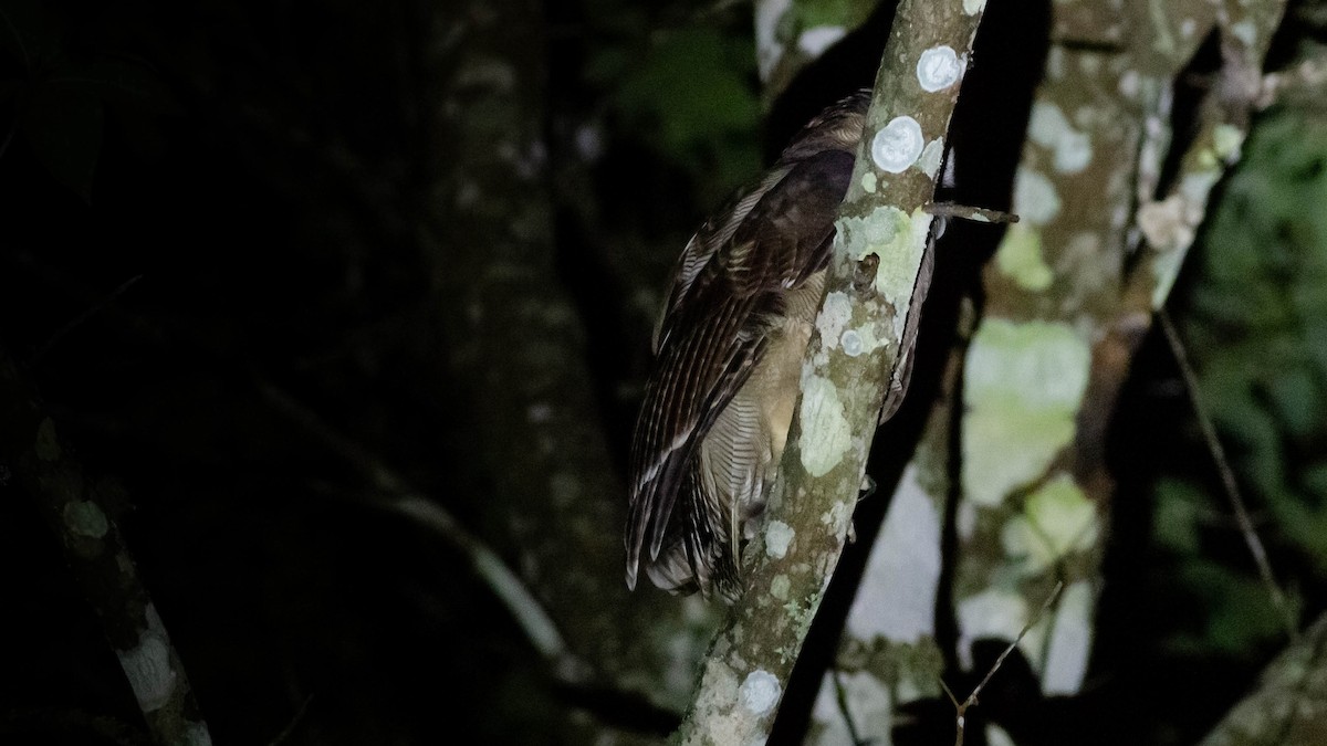 オオフクロウ - ML646339263