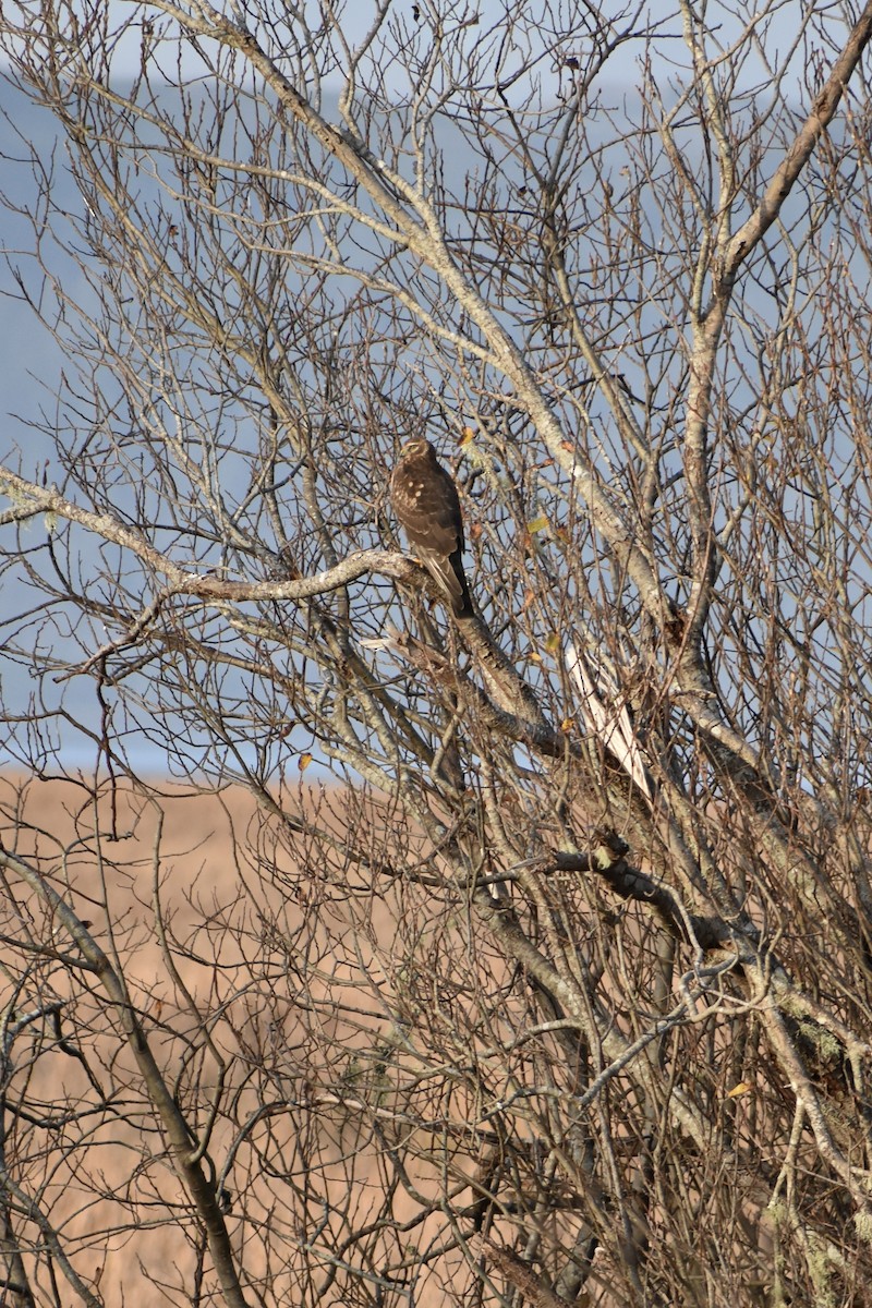 Northern Harrier - ML646339265