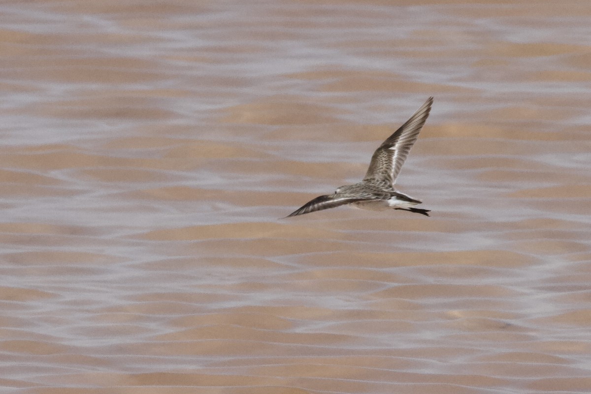 Little Stint - ML646339266