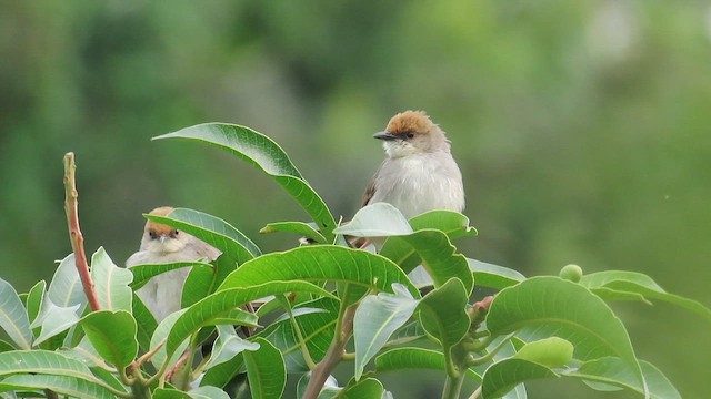 Chubb's Cisticola - ML646339267