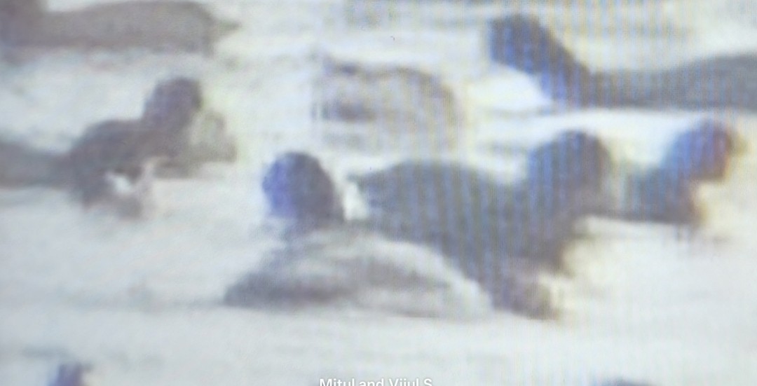 キンクロハジロ - ML646339268