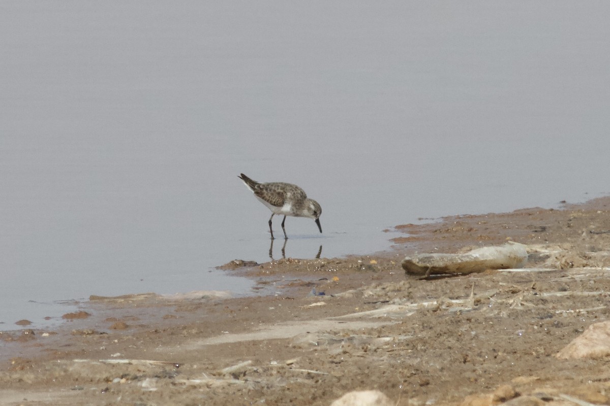 ヨーロッパトウネン - ML646339269