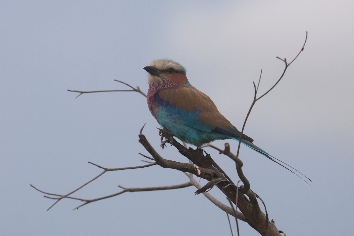 ライラックニシブッポウソウ - ML646339270