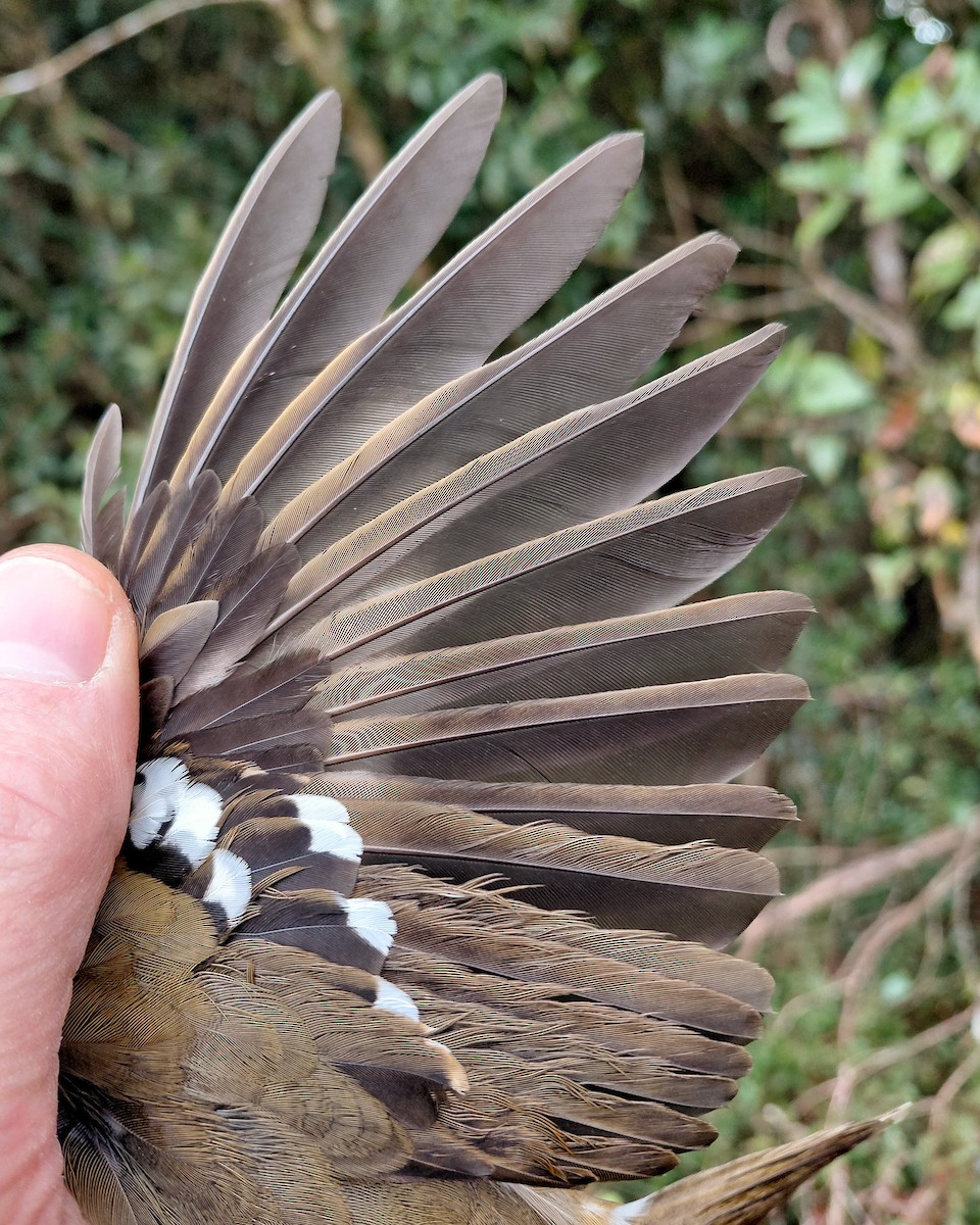 アフリカジツグミ - ML646339271