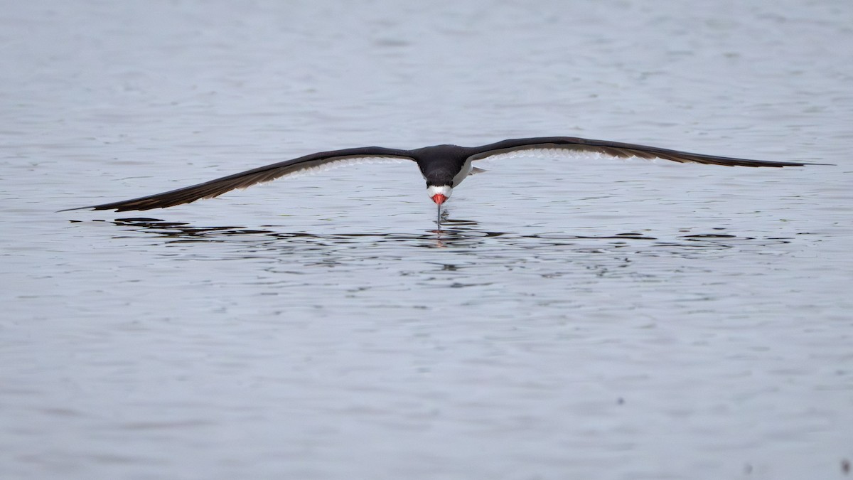 クロハサミアジサシ - ML646339276