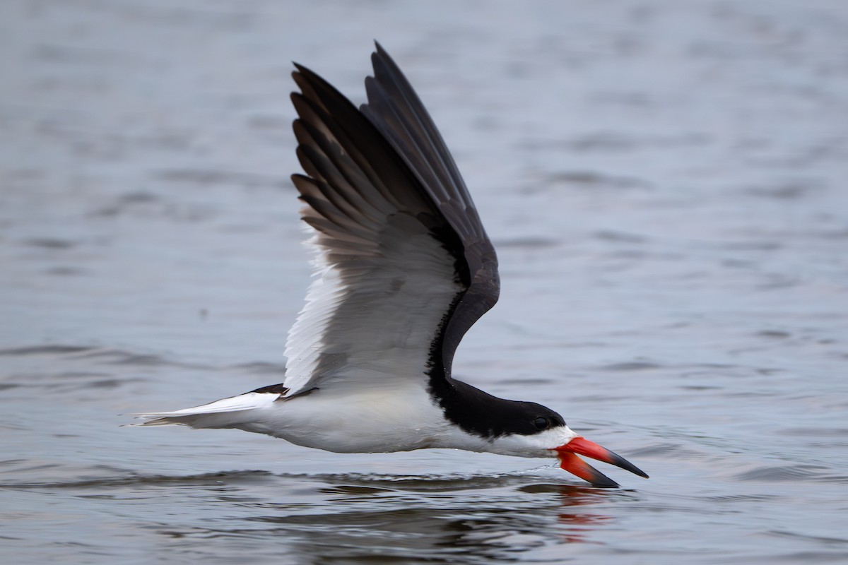 クロハサミアジサシ - ML646339277