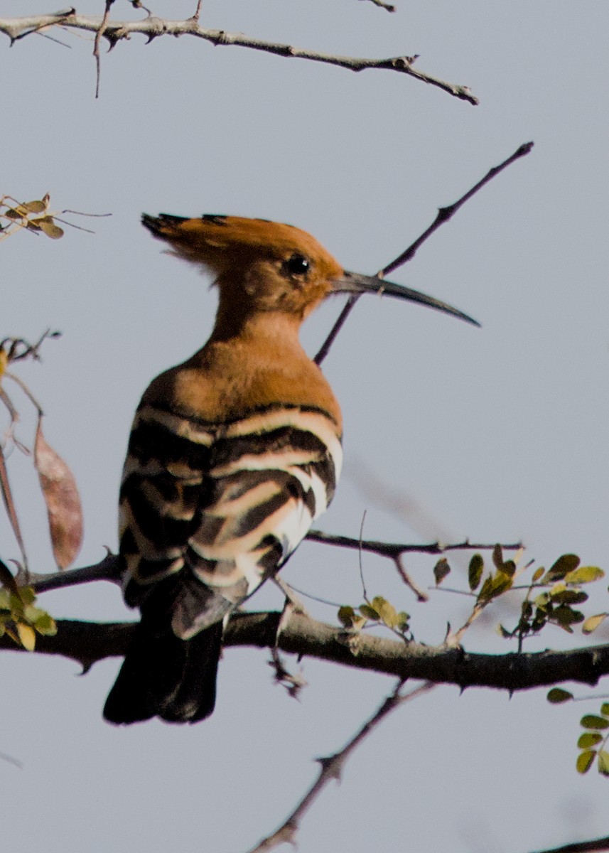 ヤツガシラ（africana） - ML646339279