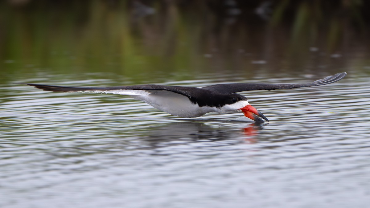 クロハサミアジサシ - ML646339281