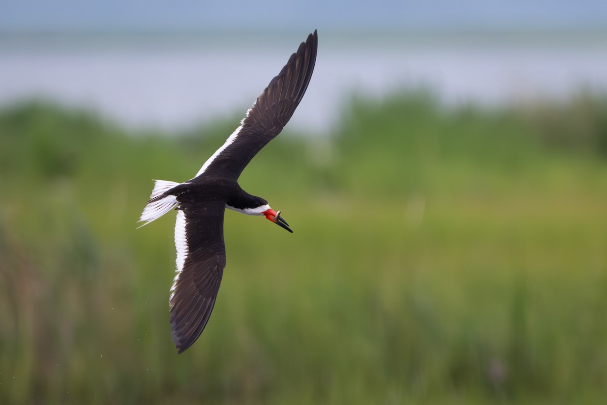 クロハサミアジサシ - ML646339282