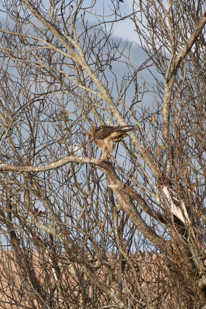 アメリカハイイロチュウヒ - ML646339283