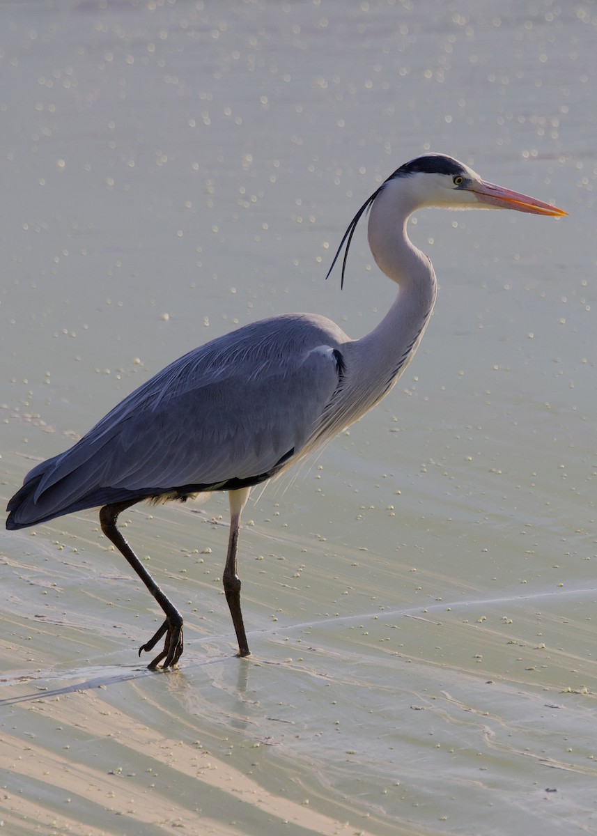 アオサギ（cinerea／jouyi） - ML646339284
