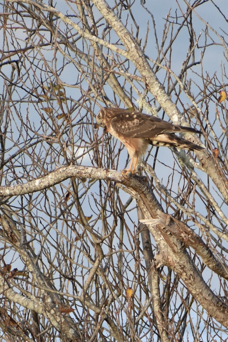 アメリカハイイロチュウヒ - ML646339285