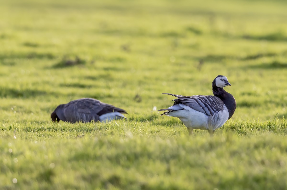 カオジロガン - ML646339286