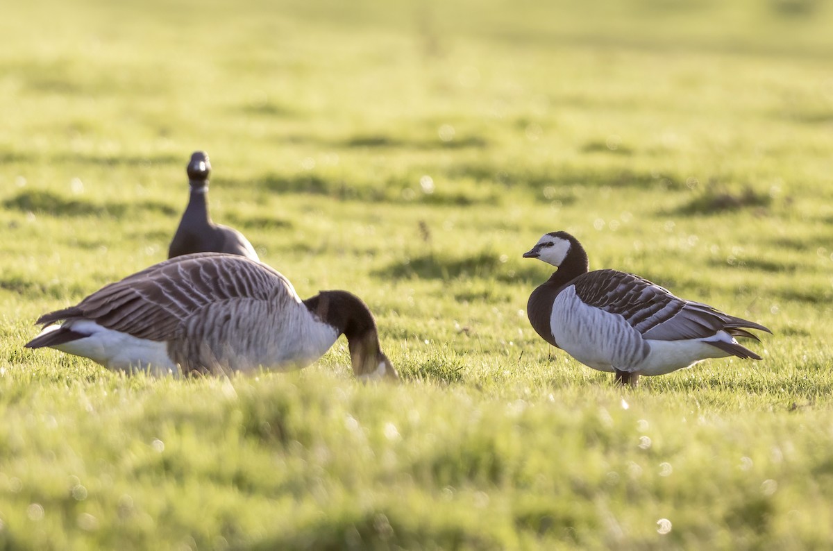 カオジロガン - ML646339288