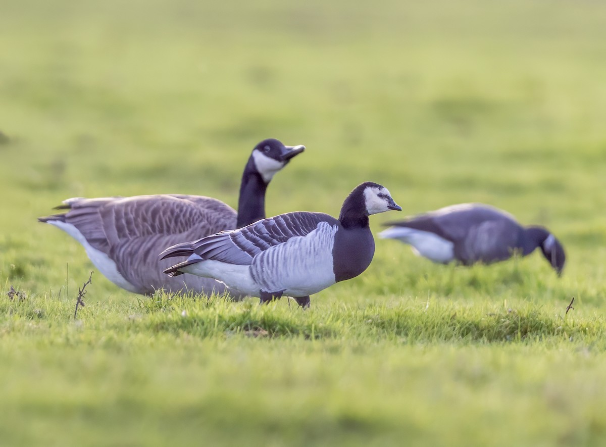 カオジロガン - ML646339289