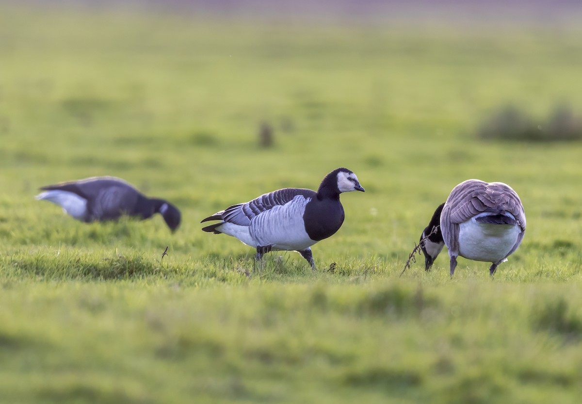 カオジロガン - ML646339290