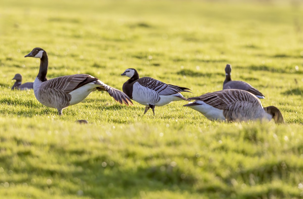 カオジロガン - ML646339291