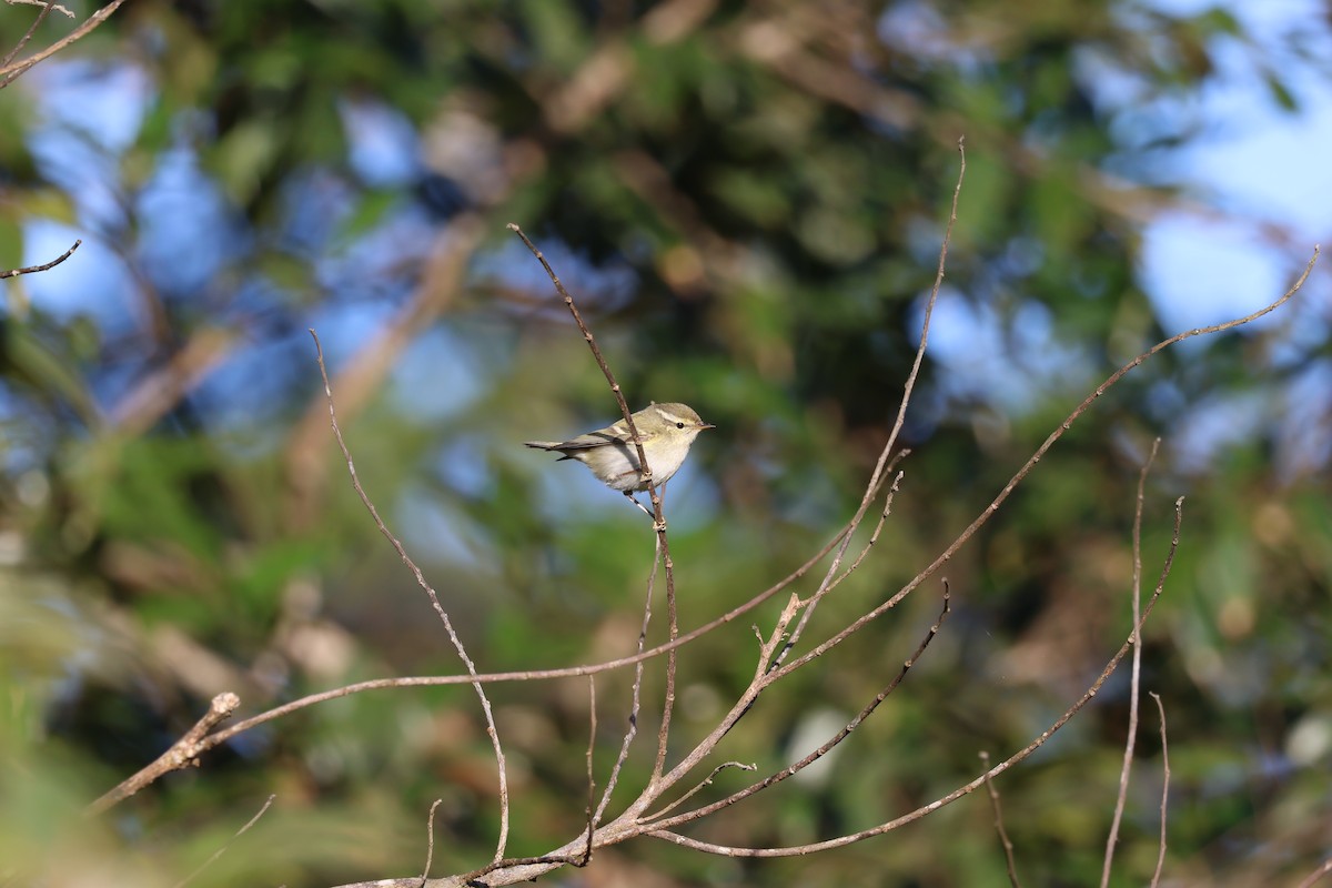 バフマユムシクイ - ML646339292