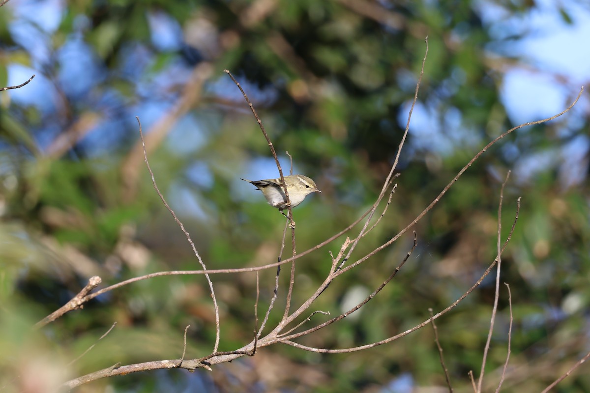 バフマユムシクイ - ML646339293