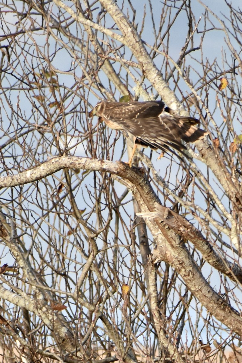 アメリカハイイロチュウヒ - ML646339294