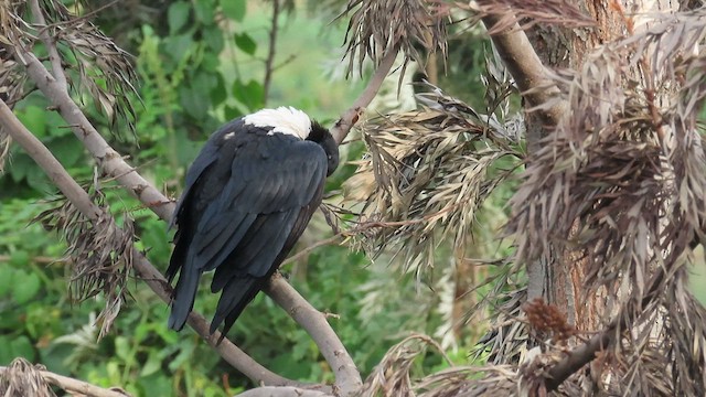 vrána černobílá - ML646339295