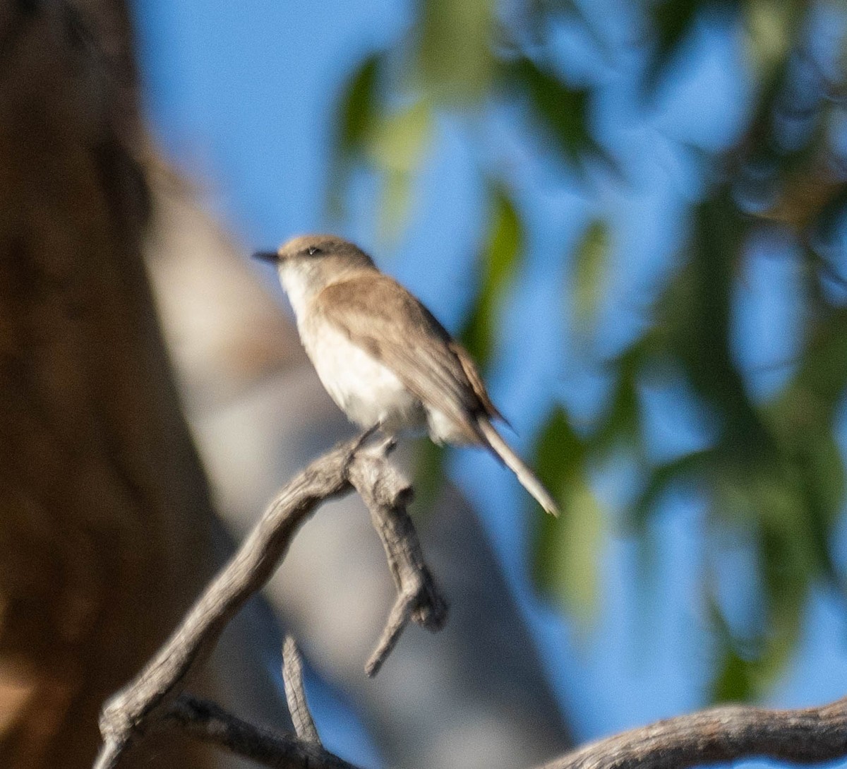 オジロオリーブヒタキ - ML646339297