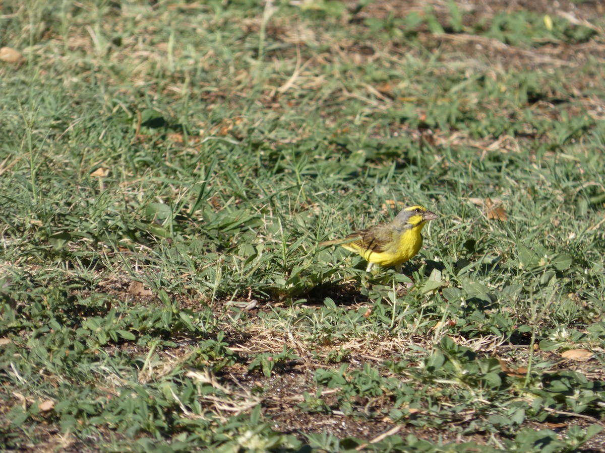 Yellow-fronted Canary - ML646339298