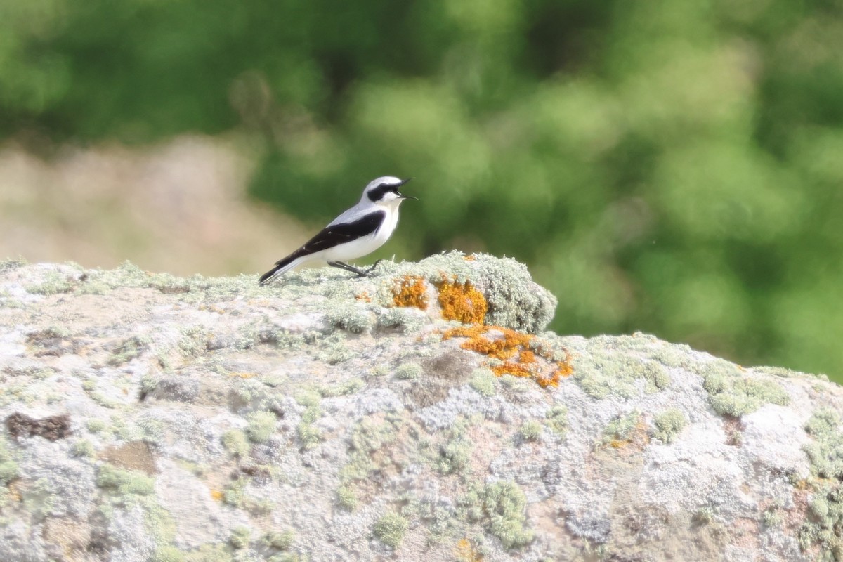 ハシグロヒタキ（oenanthe／libanotica） - ML646339299