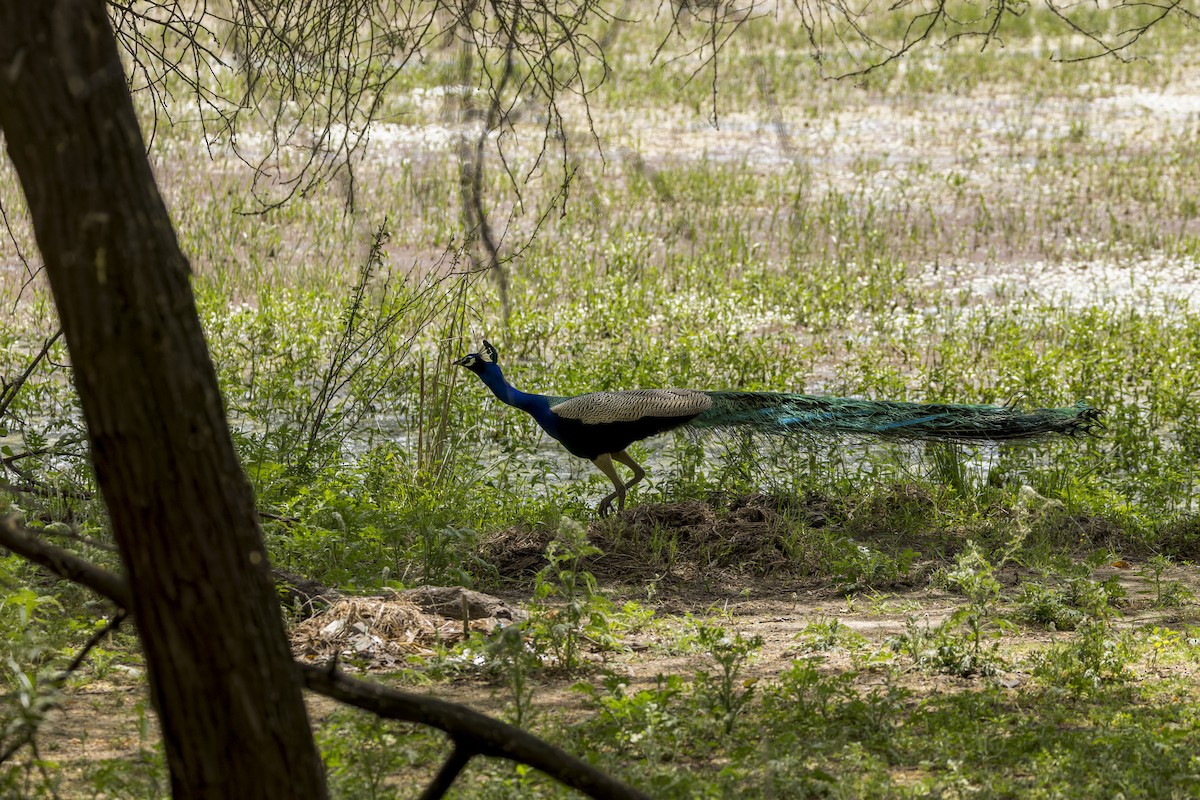 インドクジャク - ML646339301