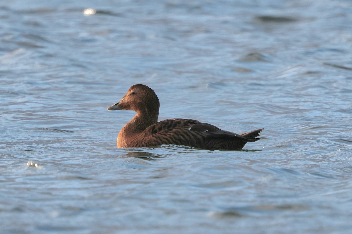 ホンケワタガモ - ML646339302