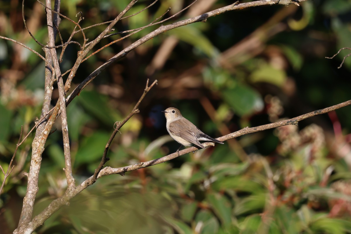 Taiga Flycatcher - ML646339303