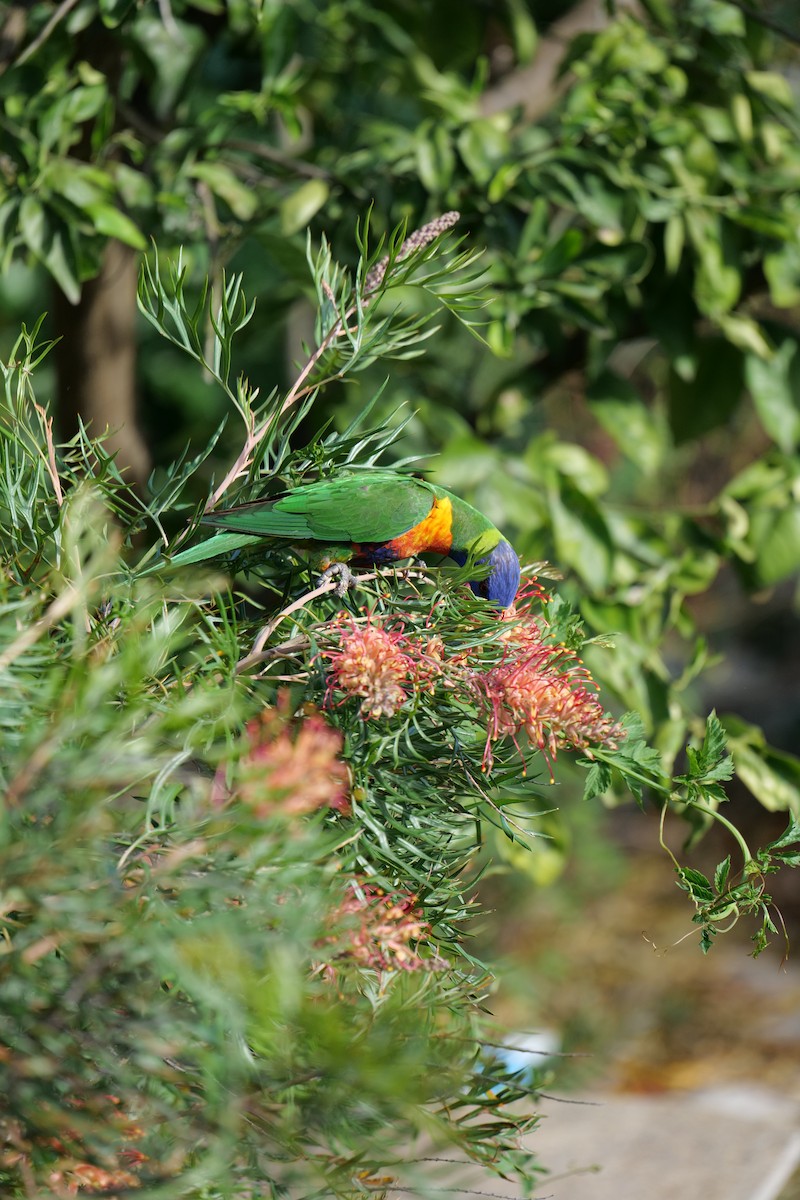 lori duhový - ML646339306