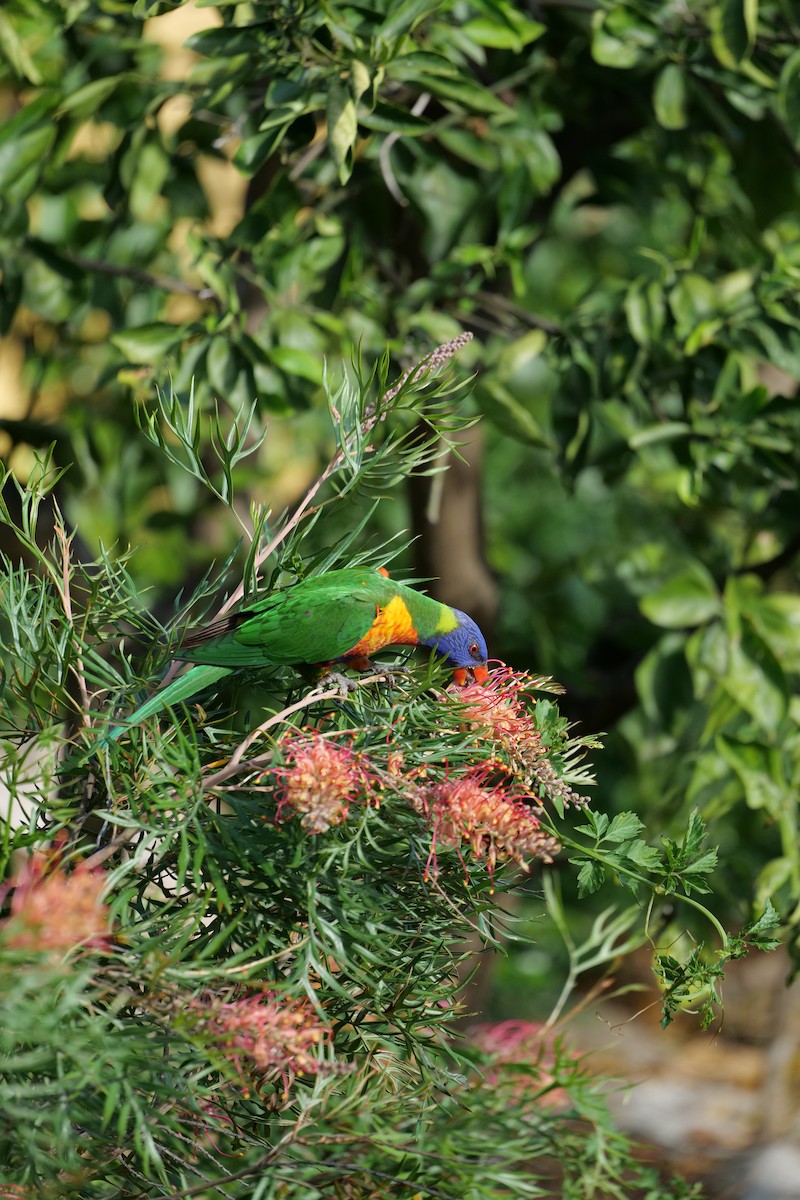 lori duhový - ML646339307