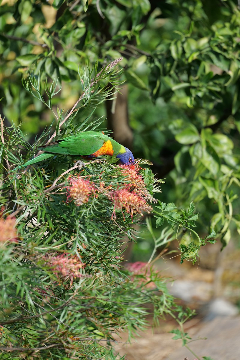 lori duhový - ML646339310