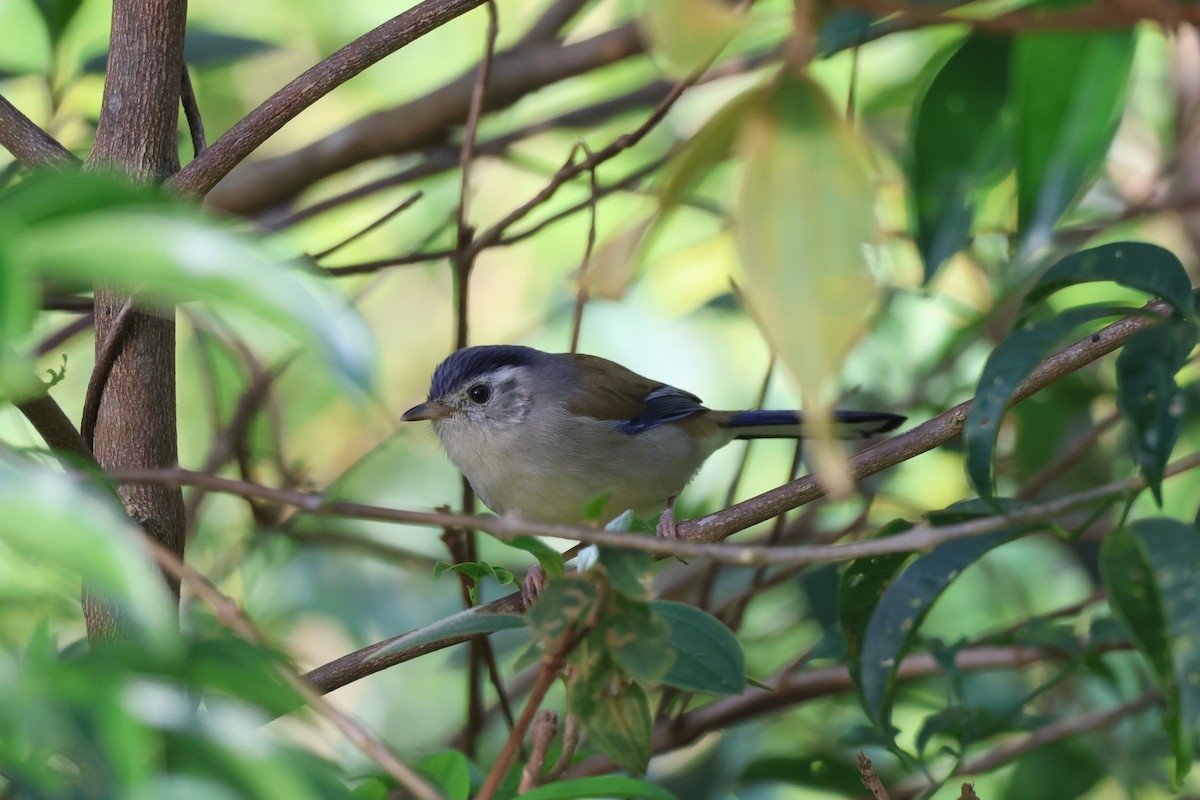 Blue-winged Minla - ML646339313