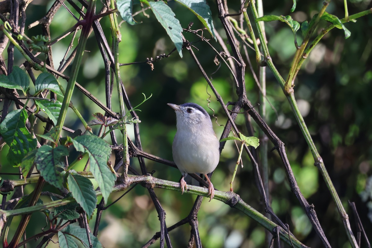 Blue-winged Minla - ML646339314